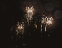 Artist Showcase: Justin Cherry